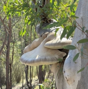 Laetiporus portentosus at Kambah Pool - 18 Jun 2024