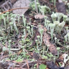 Cladonia sp. (genus) (Cup Lichen) at Kambah Pool - 18 Jun 2024 by LineMarie