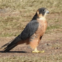 Falco longipennis (Australian Hobby) at Mulligans Flat - 18 Jun 2024 by JohnBundock