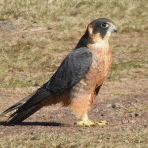 Falco longipennis at Mulligans Flat - 18 Jun 2024 11:53 AM