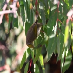 Ptilotula penicillata (White-plumed Honeyeater) at Richardson, ACT - 18 Jun 2024 by MB