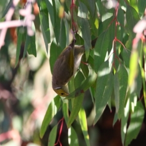 Ptilotula penicillata at Richardson, ACT - 18 Jun 2024