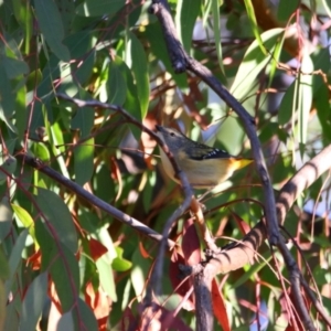 Pardalotus punctatus at Richardson, ACT - 18 Jun 2024