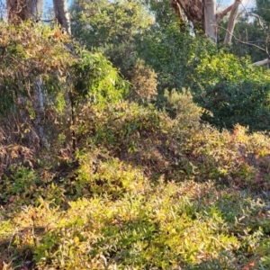 Lonicera japonica at Farrer Ridge - 18 Jun 2024