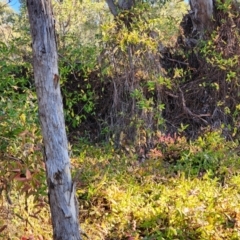 Lonicera japonica at Farrer Ridge - 18 Jun 2024