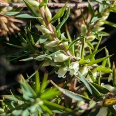 Melichrus urceolatus (Urn Heath) at Holbrook, NSW - 18 Jun 2024 by Darcy