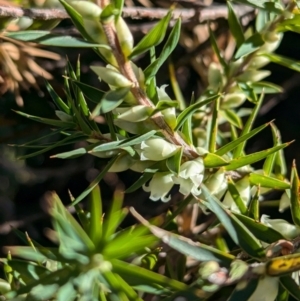 Melichrus urceolatus at Holbrook, NSW - suppressed