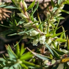 Melichrus urceolatus at Holbrook, NSW - 18 Jun 2024