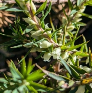 Melichrus urceolatus at Holbrook, NSW - suppressed