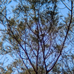 Aphelocephala leucopsis at Holbrook, NSW - suppressed