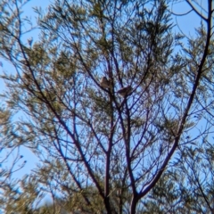 Aphelocephala leucopsis at Holbrook, NSW - suppressed