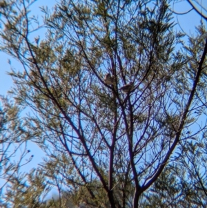 Aphelocephala leucopsis at Holbrook, NSW - suppressed