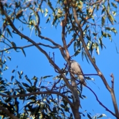 Coracina papuensis (White-bellied Cuckooshrike) at Holbrook, NSW - 18 Jun 2024 by Darcy