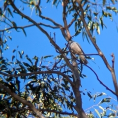 Coracina papuensis at Holbrook, NSW - suppressed