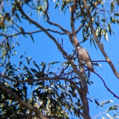 Coracina papuensis at Holbrook, NSW - suppressed