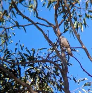 Coracina papuensis at Holbrook, NSW - suppressed