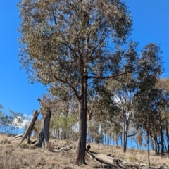 Eucalyptus macrorhyncha subsp. macrorhyncha (Red Stringybark) at Holbrook, NSW - 18 Jun 2024 by Darcy