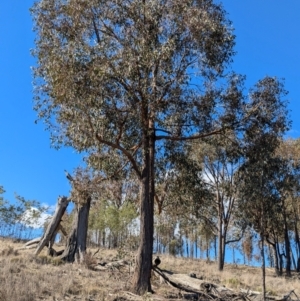 Eucalyptus macrorhyncha subsp. macrorhyncha at Holbrook, NSW - 18 Jun 2024