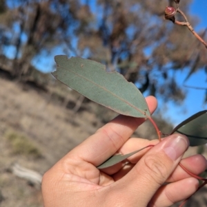 Eucalyptus macrorhyncha subsp. macrorhyncha at Holbrook, NSW - 18 Jun 2024 12:58 PM