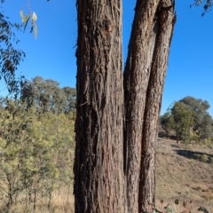 Eucalyptus macrorhyncha subsp. macrorhyncha at Holbrook, NSW - 18 Jun 2024