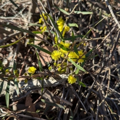 Acacia lanigera var. lanigera (Woolly Wattle, Hairy Wattle) at Holbrook, NSW - 18 Jun 2024 by Darcy