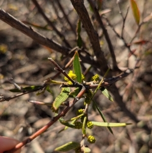 Acacia lanigera var. lanigera at Holbrook, NSW - 18 Jun 2024