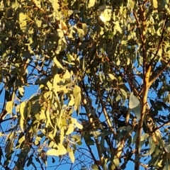 Eucalyptus bridgesiana (Apple Box) at Mount Mugga Mugga - 18 Jun 2024 by Mike