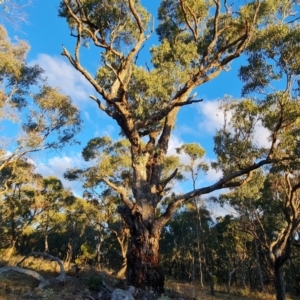 Eucalyptus bridgesiana at Mount Mugga Mugga - 18 Jun 2024