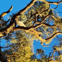 Eucalyptus bridgesiana at Mount Mugga Mugga - 18 Jun 2024