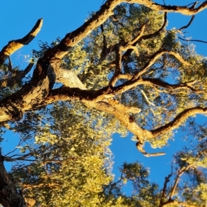 Eucalyptus bridgesiana at Mount Mugga Mugga - 18 Jun 2024