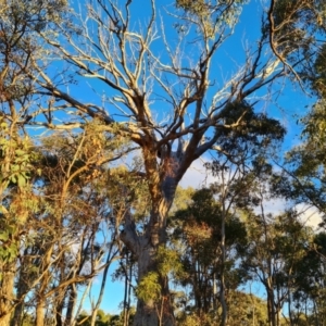 Eucalyptus bridgesiana at Mount Mugga Mugga - 18 Jun 2024 04:18 PM