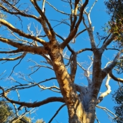 Eucalyptus bridgesiana at Mount Mugga Mugga - 18 Jun 2024 04:18 PM