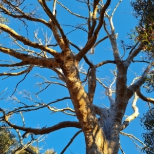 Eucalyptus bridgesiana at Mount Mugga Mugga - 18 Jun 2024