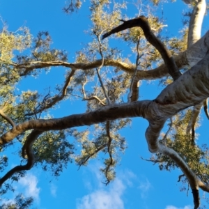 Eucalyptus rossii at Mount Mugga Mugga - 18 Jun 2024 04:07 PM