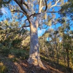 Eucalyptus rossii at Mount Mugga Mugga - 18 Jun 2024 04:07 PM