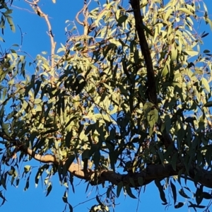 Eucalyptus rossii at Mount Mugga Mugga - 18 Jun 2024 04:07 PM