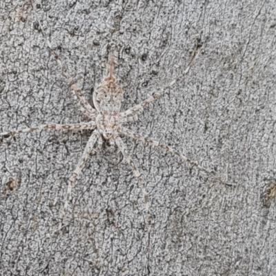 Tamopsis sp. (genus) (Two-tailed spider) at Mount Mugga Mugga - 18 Jun 2024 by Mike