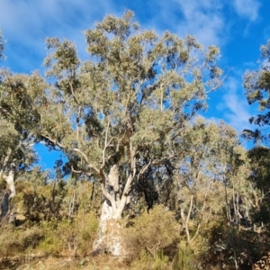 Eucalyptus rossii at Mount Mugga Mugga - 18 Jun 2024