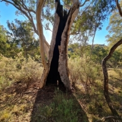 Eucalyptus rossii at Mount Mugga Mugga - 18 Jun 2024 03:48 PM