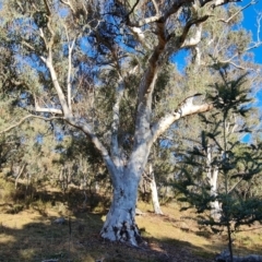 Eucalyptus rossii (Inland Scribbly Gum) at Mount Mugga Mugga - 18 Jun 2024 by Mike