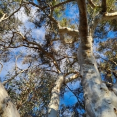 Eucalyptus rossii at Mount Mugga Mugga - 18 Jun 2024