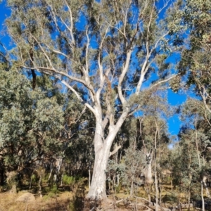 Eucalyptus blakelyi at Mount Mugga Mugga - 18 Jun 2024 03:38 PM