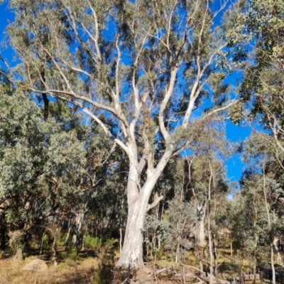 Eucalyptus blakelyi (Blakely's Red Gum) at Mount Mugga Mugga - 18 Jun 2024 by Mike