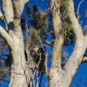 Eucalyptus blakelyi at Mount Mugga Mugga - 18 Jun 2024 03:38 PM