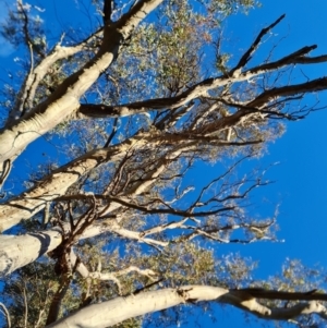 Eucalyptus rossii at Mount Mugga Mugga - 18 Jun 2024 03:34 PM