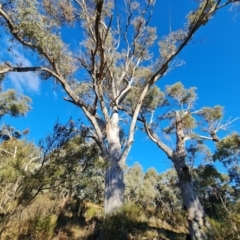 Eucalyptus rossii at Mount Mugga Mugga - 18 Jun 2024 03:34 PM