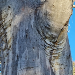 Eucalyptus rossii at Mount Mugga Mugga - 18 Jun 2024 03:34 PM