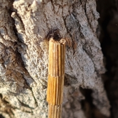 Lepidoscia arctiella (Tower Case Moth) at Mount Mugga Mugga - 18 Jun 2024 by Mike