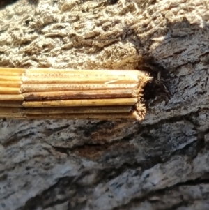 Lepidoscia arctiella at Mount Mugga Mugga - 18 Jun 2024