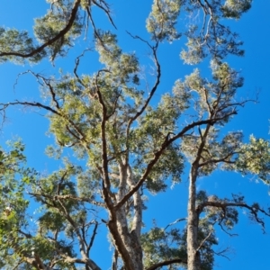 Eucalyptus bridgesiana at Mount Mugga Mugga - 18 Jun 2024